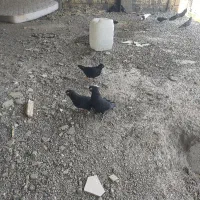 کبوتر زاغ آبادانی چشم نوک دونه پانصد همه با هم