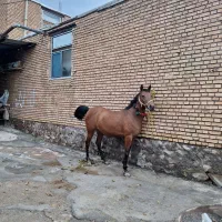 مادیان ترکی