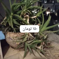 گل های آپارتمانی|گل و گیاه طبیعی|کرج, فاز ۳ مهرشهر|دیوار