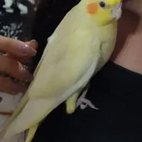 گمشده