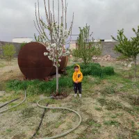 افشاریه خ 26 شمالی