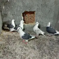 کبوتر جوجه کویتی