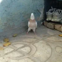 تعدادی کبوتر طوقی همه رنگ|پرنده|سمیرم, |دیوار