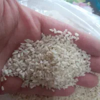 نیم دانه هاشمی درجه یک