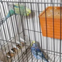 مرغ عشق رنگ خاص مولد. وعروس وگرینچیک