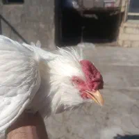 مرغ خروس جوجه گلین|حیوانات مزرعه|شهرکرد, |دیوار