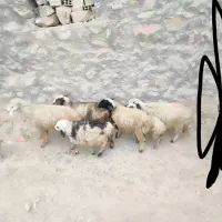 فروش چهار تا میش خوب داشتی، با دوتا بره ماده|حیوانات مزرعه|لردگان, |دیوار