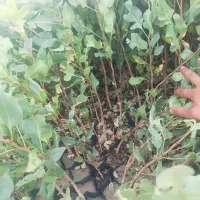 فروش نهال پسته|خدمات باغبانی و درختکاری|ورامین, شهرک ولیعصر|دیوار