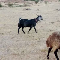 بز نژدی|حیوانات مزرعه|لالی, |دیوار