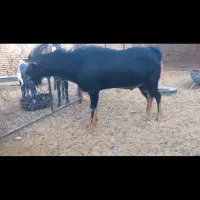 تکه آلپاین اصل