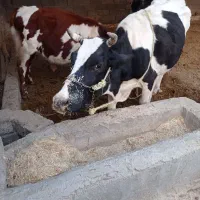 سلام فروش گاو درجه یک|حیوانات مزرعه|بهبهان, |دیوار