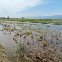 زمین کشاورزی 4500 متری|فروش دفتر صنعتی، کشاورزی، تجاری|رودبنه, |دیوار