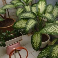 گل دیفین باخی بسیار زیبا بارشد خوب وعالی|گل و گیاه طبیعی|سنقر, |دیوار