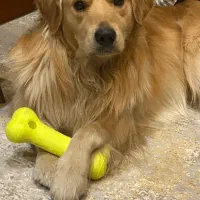 واگذاری سگ گلدن