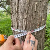 فروش درخت صنوبر