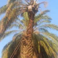 بریدن انواع درختان ونخل هرسکاری اره بالابر چمن نی|خدمات باغبانی و درختکاری|اهواز, پادادشهر|دیوار