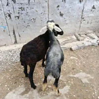 بره افشاری مخصوص پرواری (گوسفند)|حیوانات مزرعه|گنبد کاووس, |دیوار