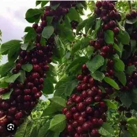 نهال گیلاس و آلبالو|خدمات باغبانی و درختکاری|اشنویه, |دیوار