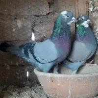 پرش سنگین کاشان