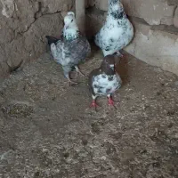 کفتر|پرنده|سلطانیه, |دیوار