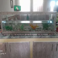 اکواریوم با ماهی