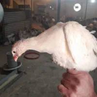 مرغ شاخدار و جوجه شاخدار|حیوانات مزرعه|تهران, اکباتان|دیوار