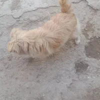 پاکوتاه یک ساله مرتب خوشگل زرد