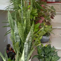 یک عدد بوفه دراور سه کشو وگل