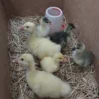 جوجه غاز لیندا وکراینی