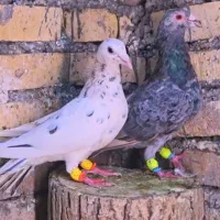 کفتر سار
