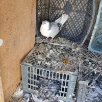 کفتر چپی|پرنده|فامنین, |دیوار