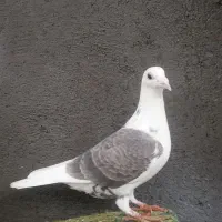 کبوتر|پرنده|رشتخوار, |دیوار