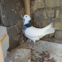 کبوتر|پرنده|خوانسار, |دیوار