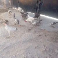 مرغ و وارک|حیوانات مزرعه|کوهنانی, |دیوار