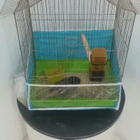 مرغ مینا|پرنده|مشهد, عامل|دیوار