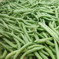 لوبیاسبز ارگانیک|خوردنی و آشامیدنی|بابل, |دیوار