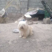 سک،پشمالو،