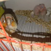 گرینچیک مولد|پرنده|پیرانشهر, |دیوار