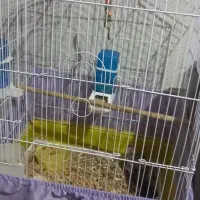 عروس هلندی|پرنده|فردیس, شهرک وحدت|دیوار