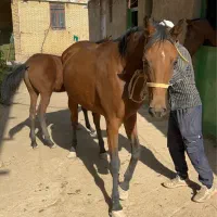 فروش مادیون کورسی براری و کره نریون|اسب و تجهیزات اسب‌سواری|یزد, |دیوار