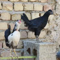 گلین