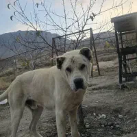 واگذاری سگ|سگ|ماکو, |دیوار