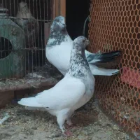 11عدد کفتر پرشی|پرنده|خلخال, |دیوار