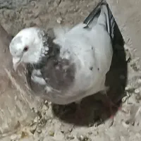 نر کاشونی  پرشی
