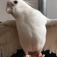 عروس هلندی آلبینو|پرنده|کاشان, ۲۲ بهمن|دیوار