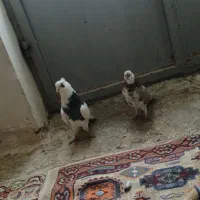 کبوتر ساعتی