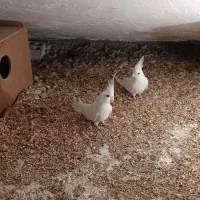 جفت عروس آلبینو