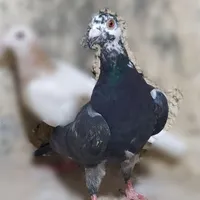 کبوتر کله جوزی|پرنده|بجنورد, |دیوار
