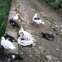 مرغ و خروس.اردک اسراییلی و غاز