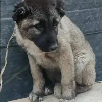 سگ سرابی نگهبان